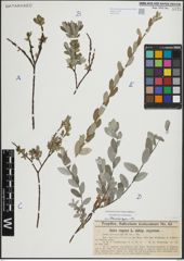 Foto von Salix repens L.